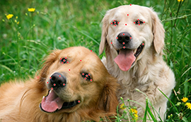 EBC注册登录猫脸标注